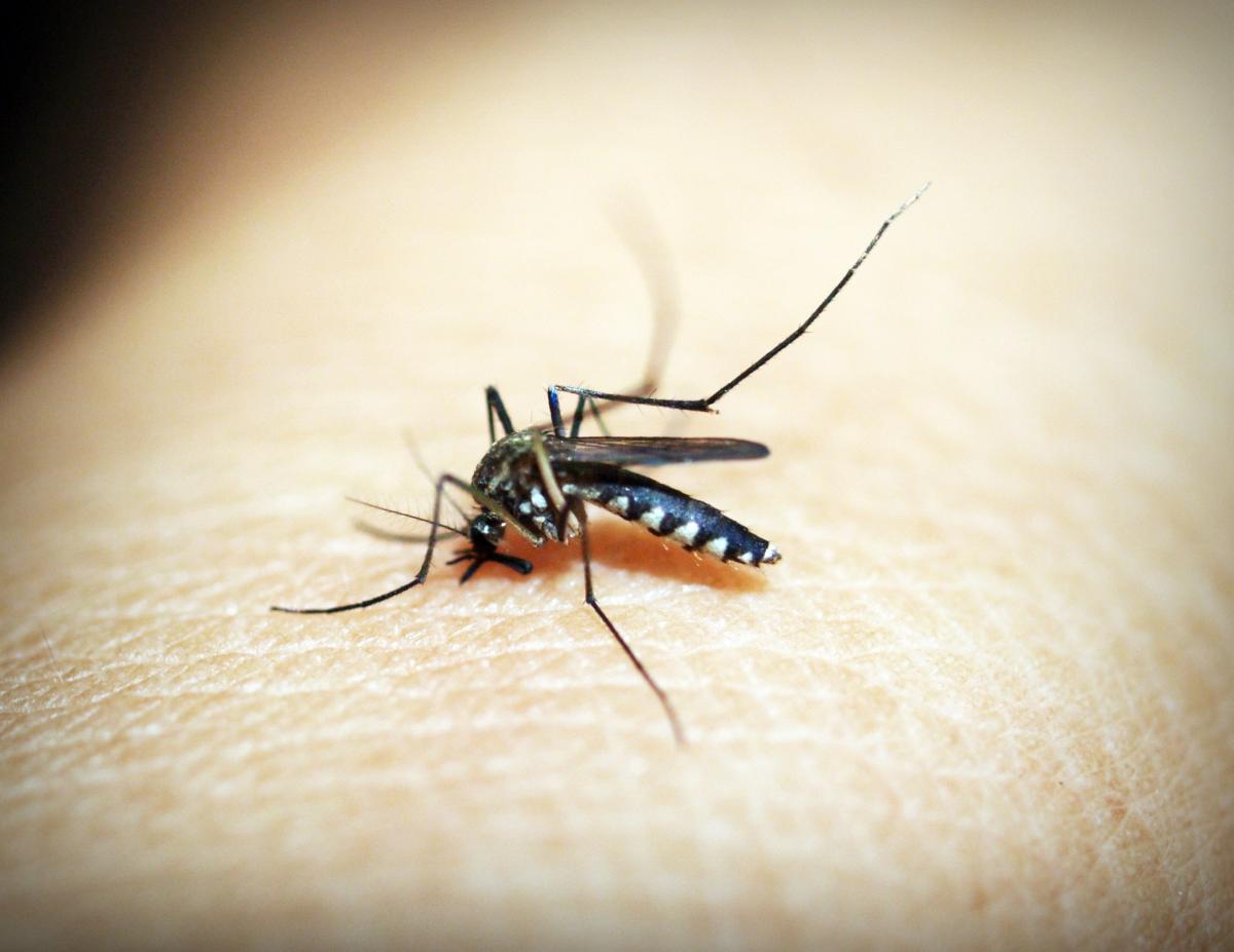 When dengue stings the liver