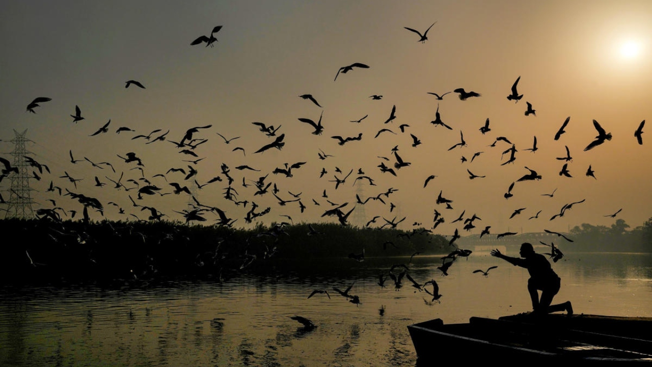 Over 7K more migratory birds at Himahcal's Pong Dam this year