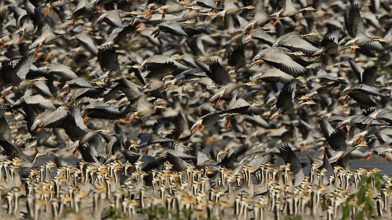 Lack of funds, manpower hits conservation in Karnataka's protected areas