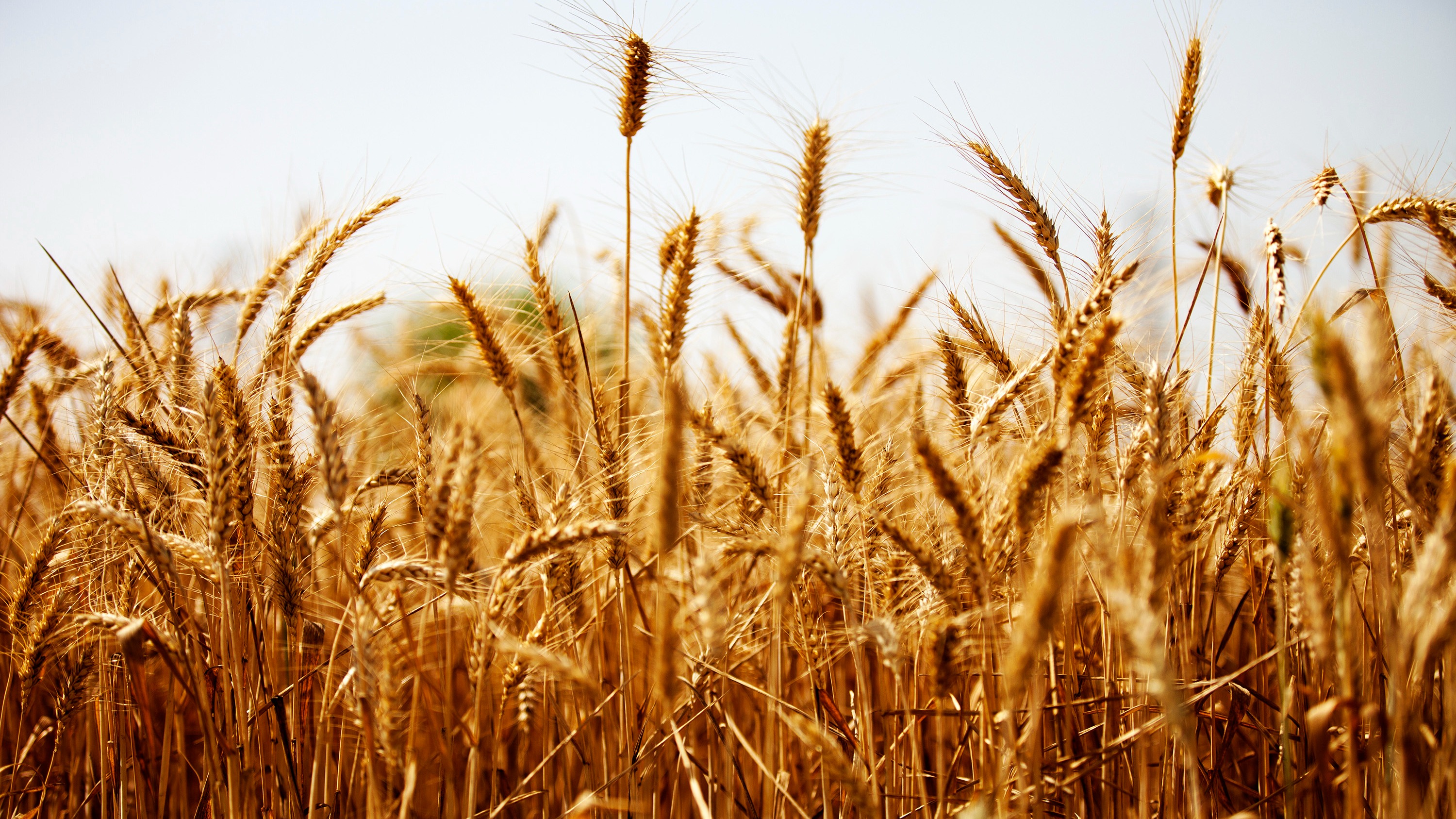 Jharkhand farmers stare at uncertainty as winter rain deficit hits Rabi crops