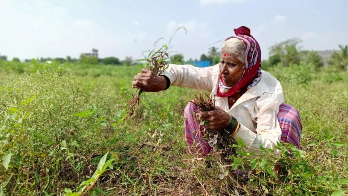 Agriculture doesn’t get its due in budget