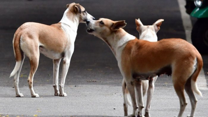 Animal lovers flay MP Pratap Simha's remark on culling stray dogs