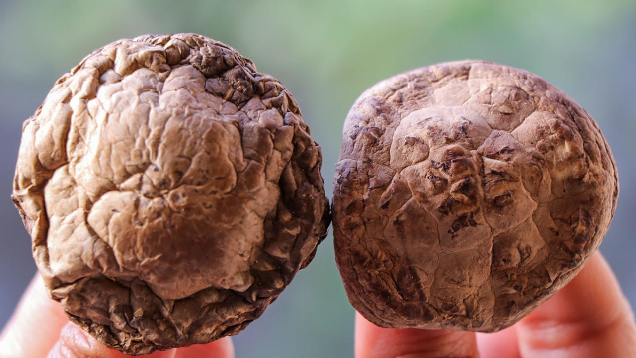 J&K to launch commercial farming of Shiitake mushroom in September