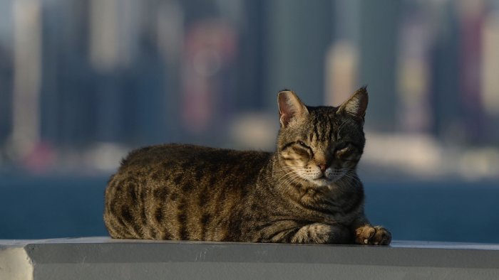 US: 'Cocaine cat' that escaped owner to now live in Cincinnati Zoo