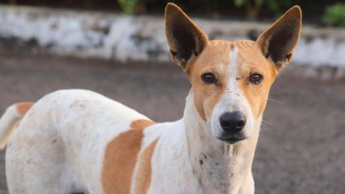 'Inhumane, death sentence': Celebrities react to SC order on street dogs