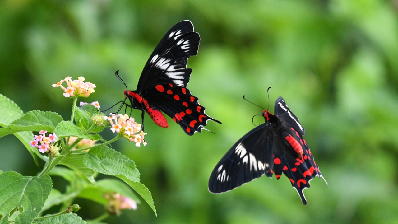 Book explains how a caterpillar turns into a butterfly and more 