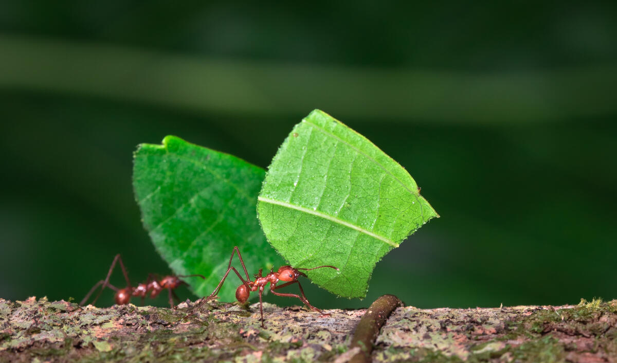 Five thriving animal societies 