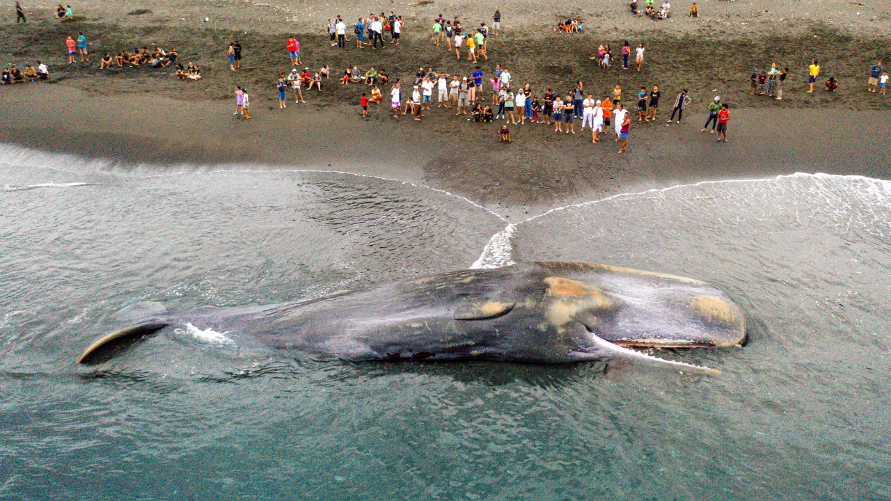 Massive sperm whale beaches itself, dies in Bali