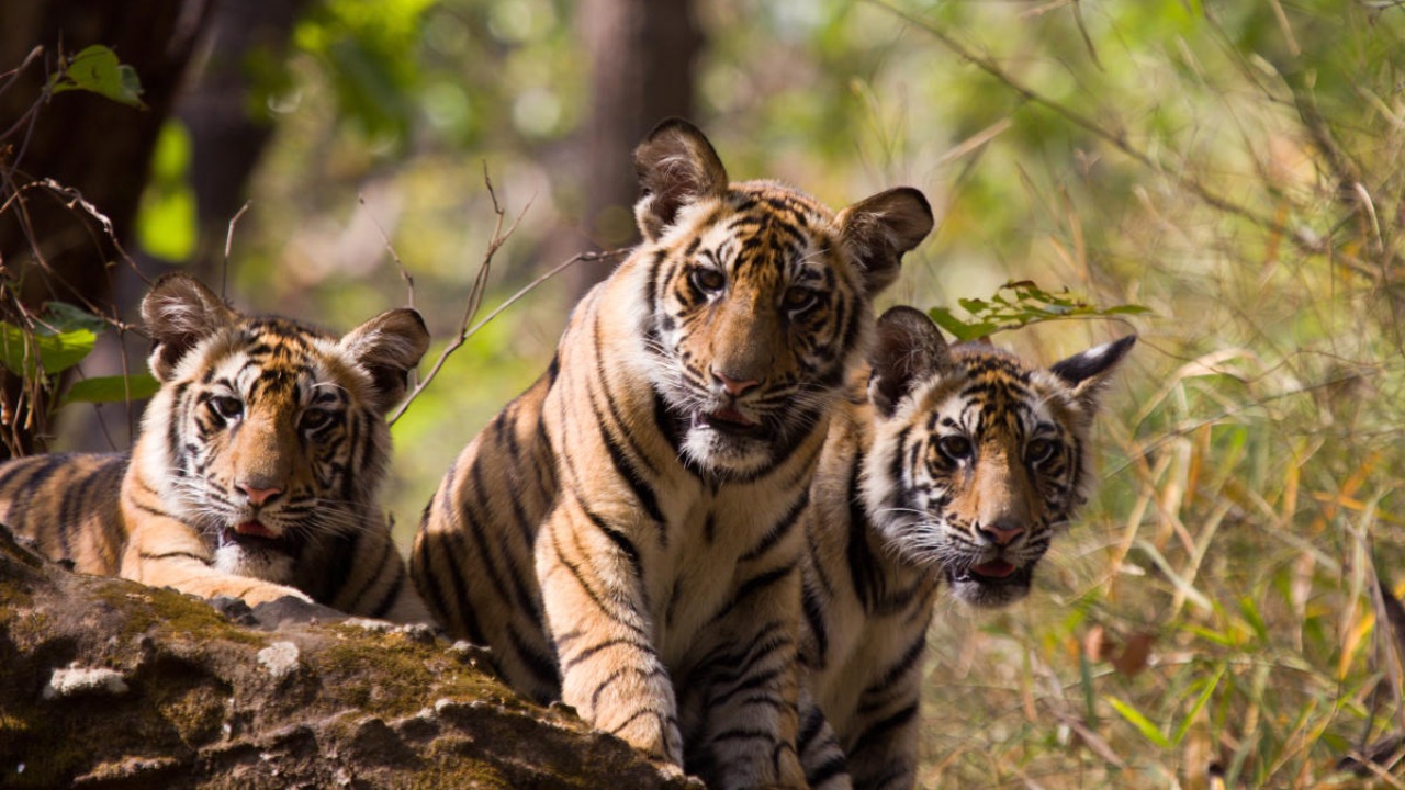 Death of five tigers in Karnataka due to poisoning: CCF