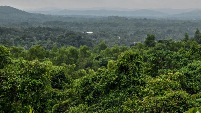 20 years after 'violation', KIOCL seeks clearance to submerge 700-acre forest