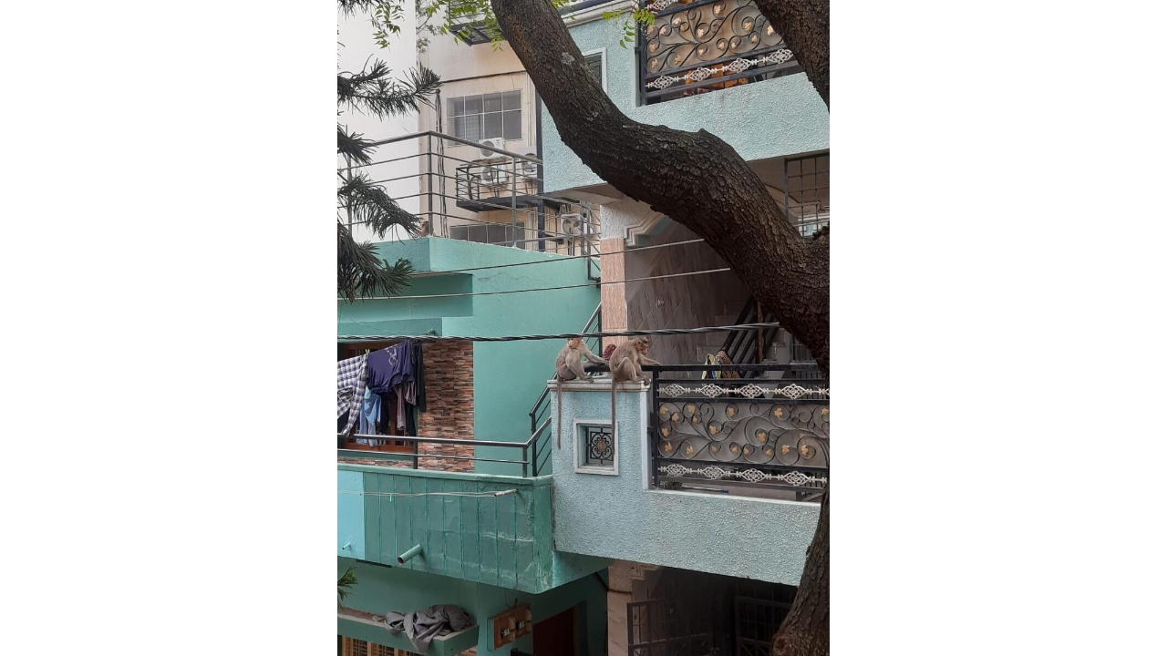 Monkey business continues in Bengaluru, residents helpless