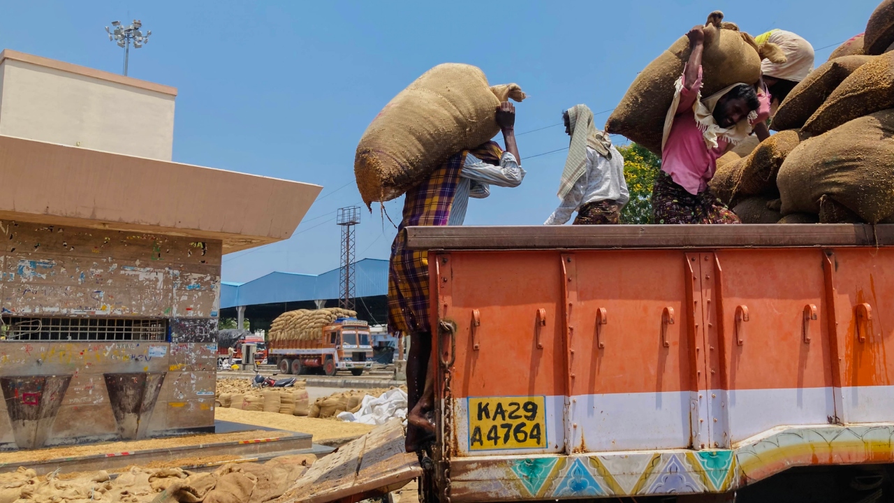 Karnataka: Water stagnation at Raichur APMC yards turn into election issue as paddy farmers face huge losses