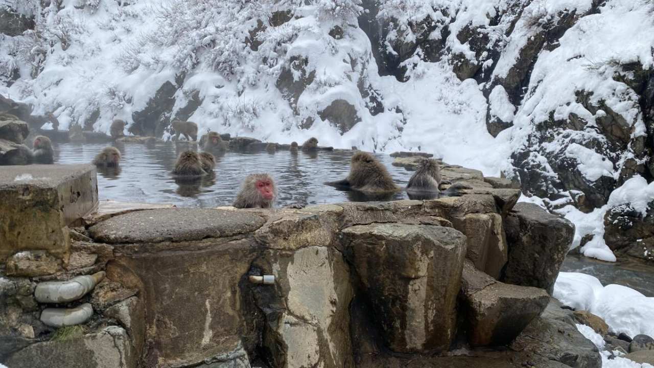 From crop raids to hot springs