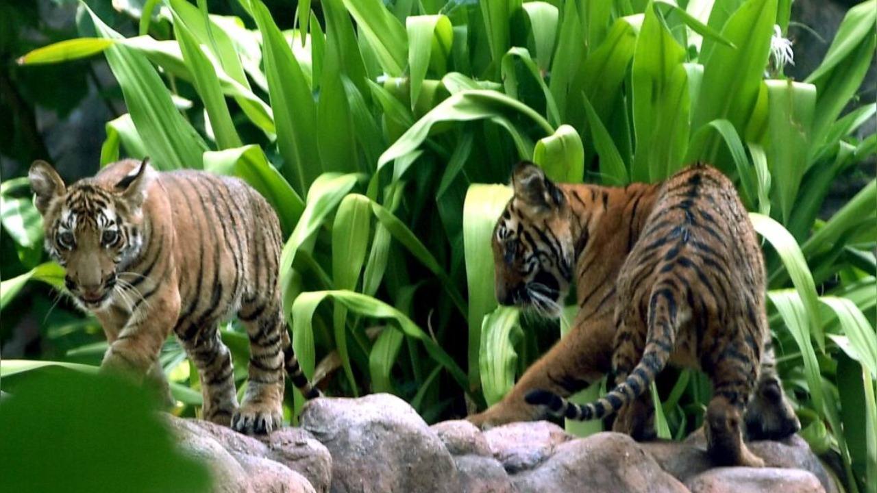 Mumbai Zoo welcomes three penguin chicks, two cubs