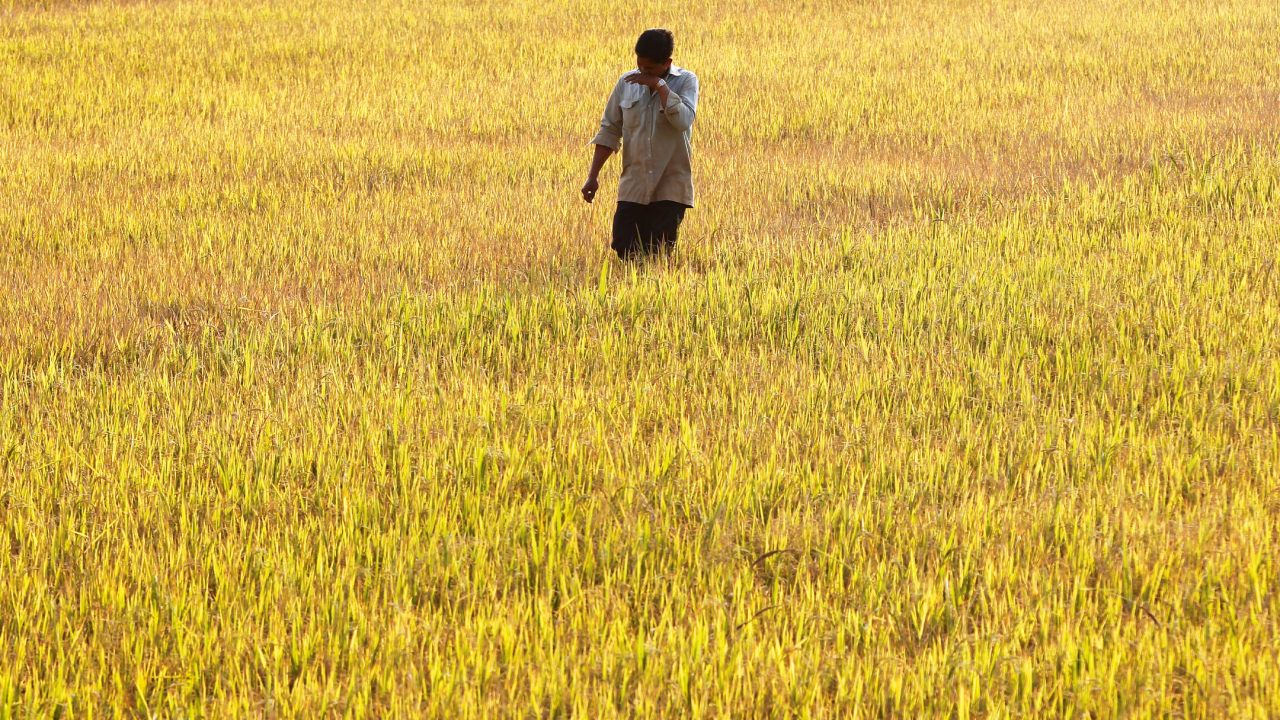 Basmati-rich farmlands in Jammu adopt ripper technology to get rid of stubble burning menace