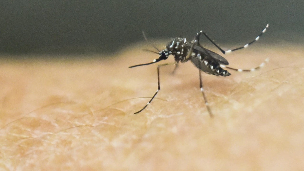 AI to the aid: IISc dashboard to predict dengue cases in Bengaluru
