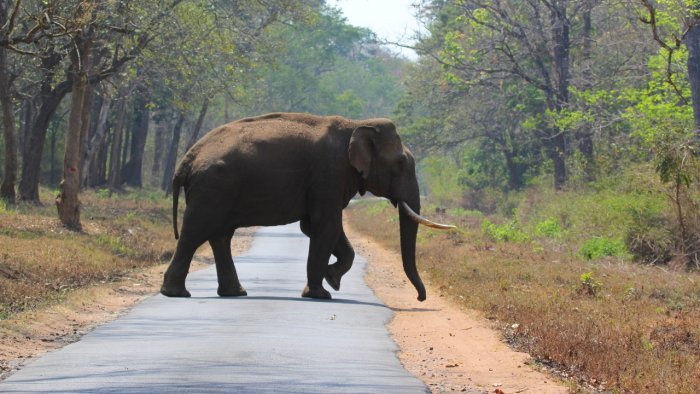 Saving Arikomban and other challenges