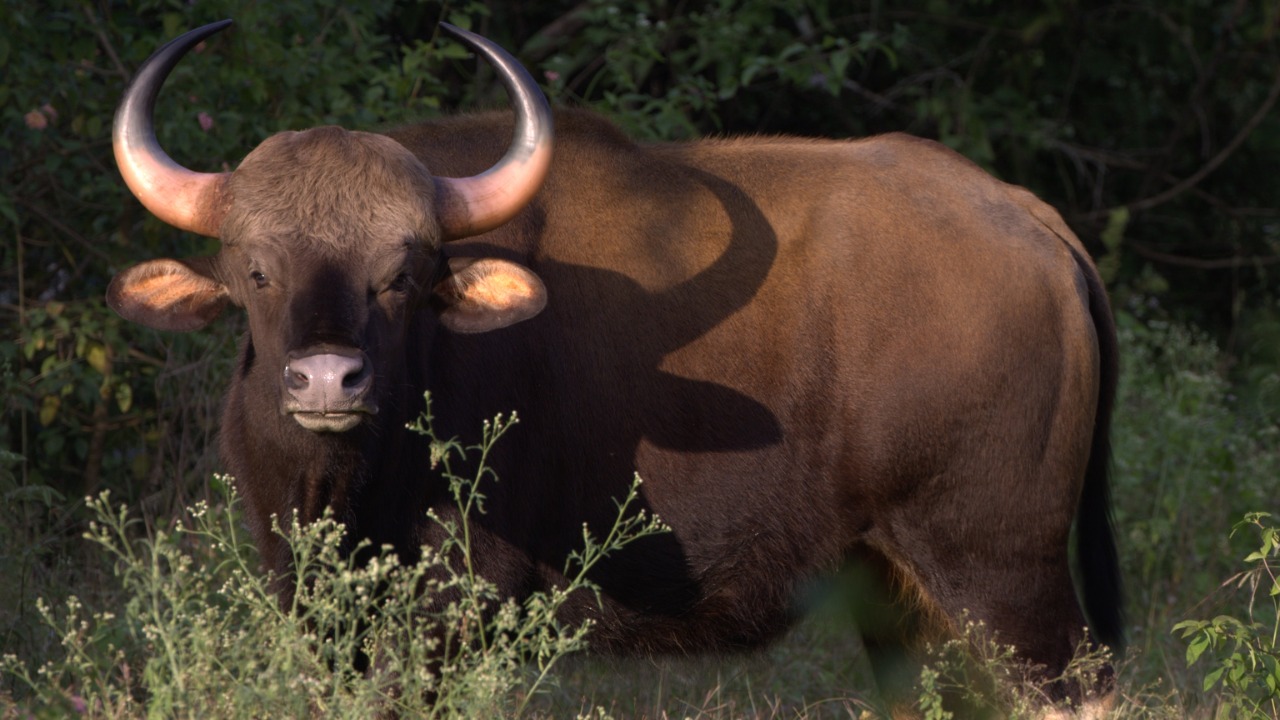 Another gaur attack in Kerala, 55-year-old man seriously injured