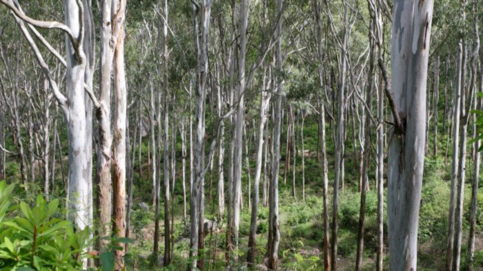 Chhattisgarh: Tribal 'green warrior' motivates community to grow forest on 400 acre land