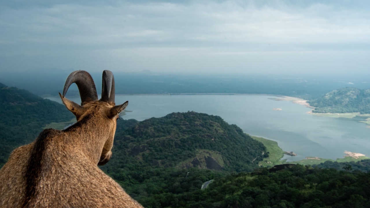 DH Deciphers | Increasing man-animal conflict in Nilgiris