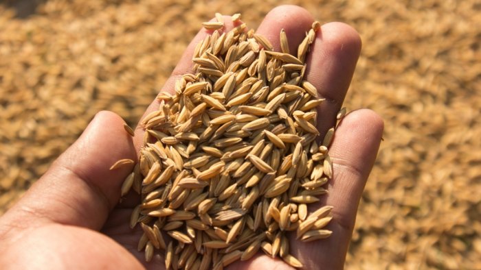 Centre to use foodgrains stock to control retail prices ahead of assembly polls