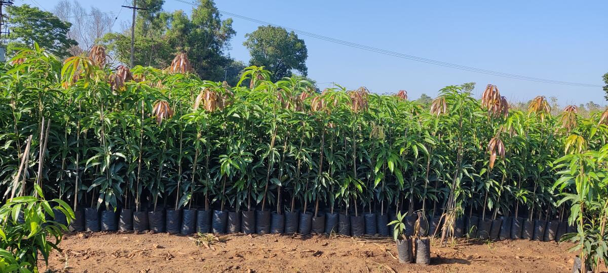 Ready to ship saplings. Photo by Shreedhar Kakkeri.