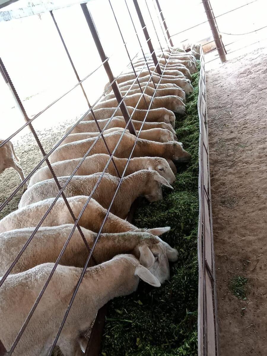 Dip in demand for sheep this Bakrid 
