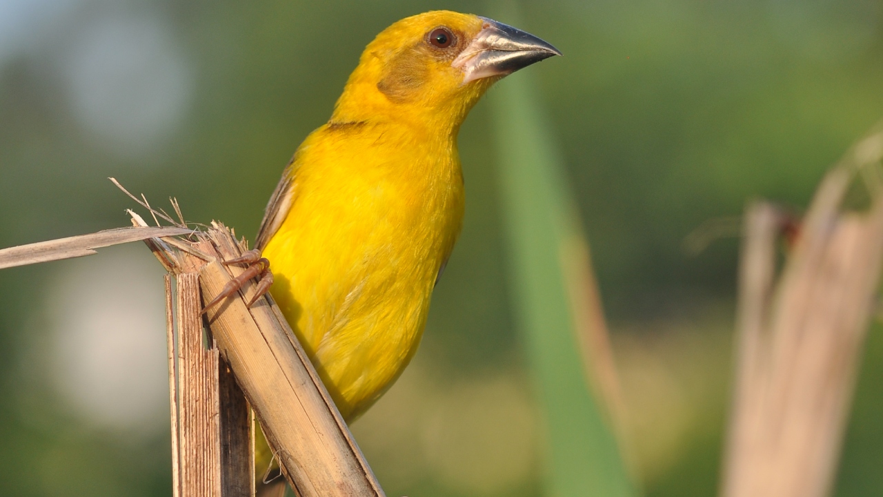 Efforts on by BNHS to save Finn's Weaver from extinction
