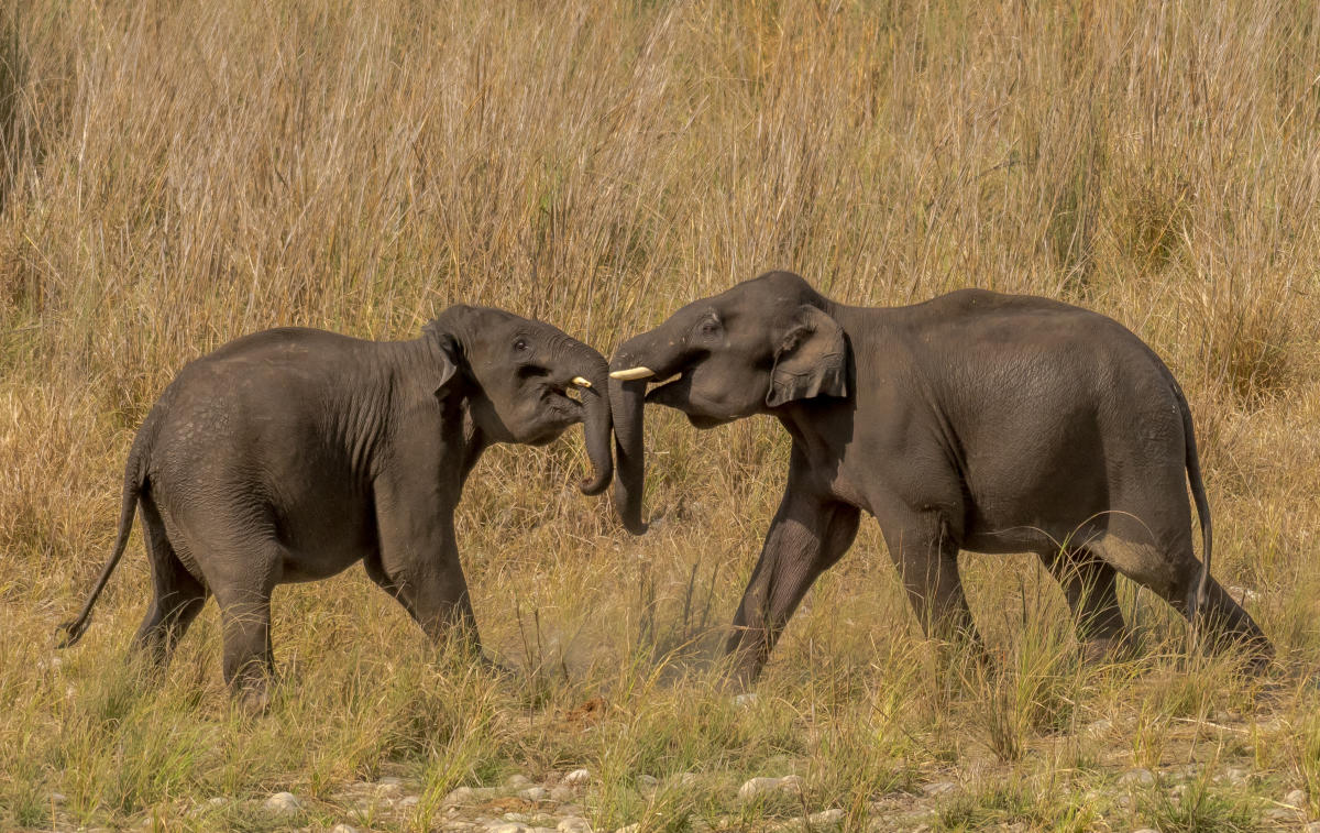 Elephants in farmlands
