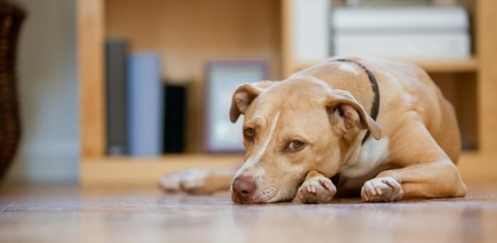 MP: Villager's pet dog beaten to death by group with sticks and rods