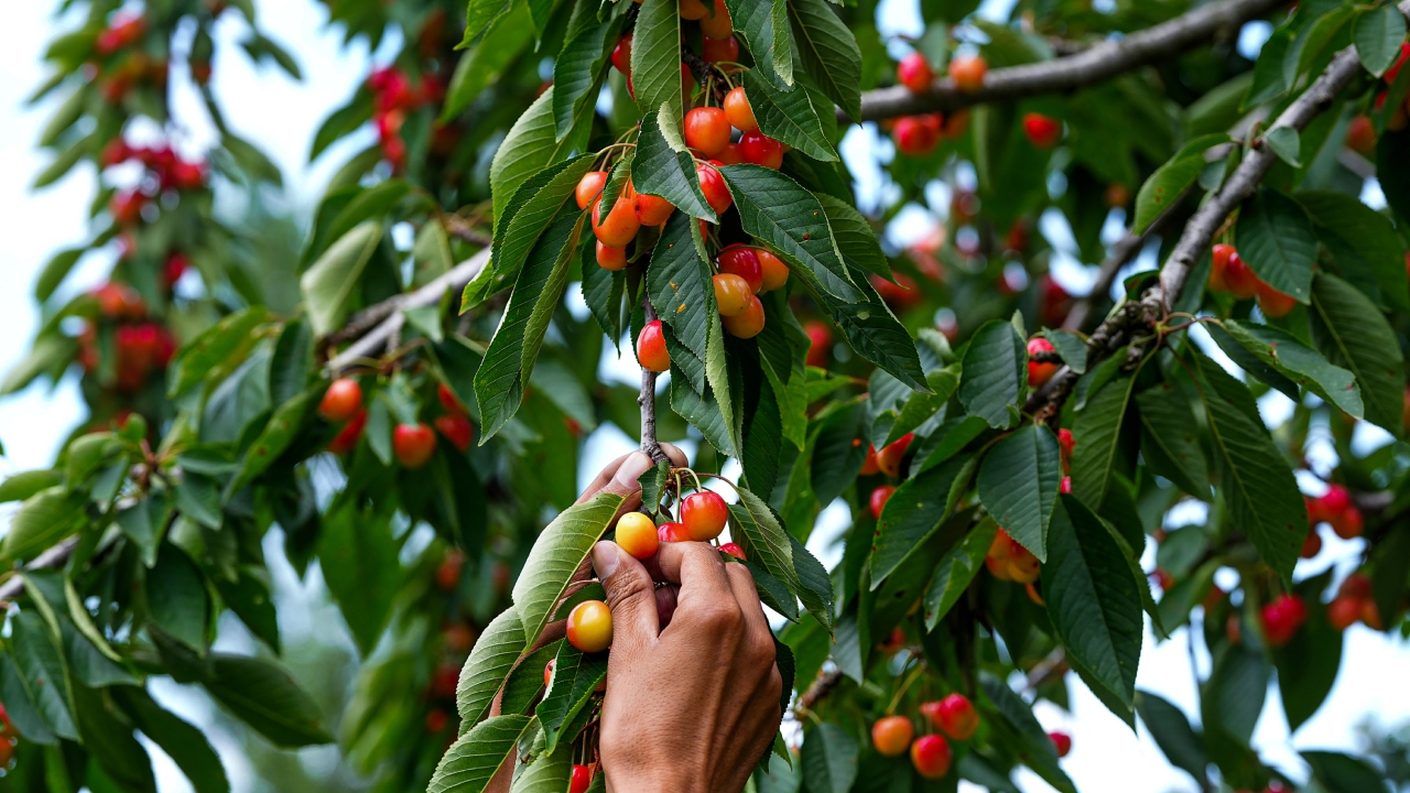 Cherry picking time