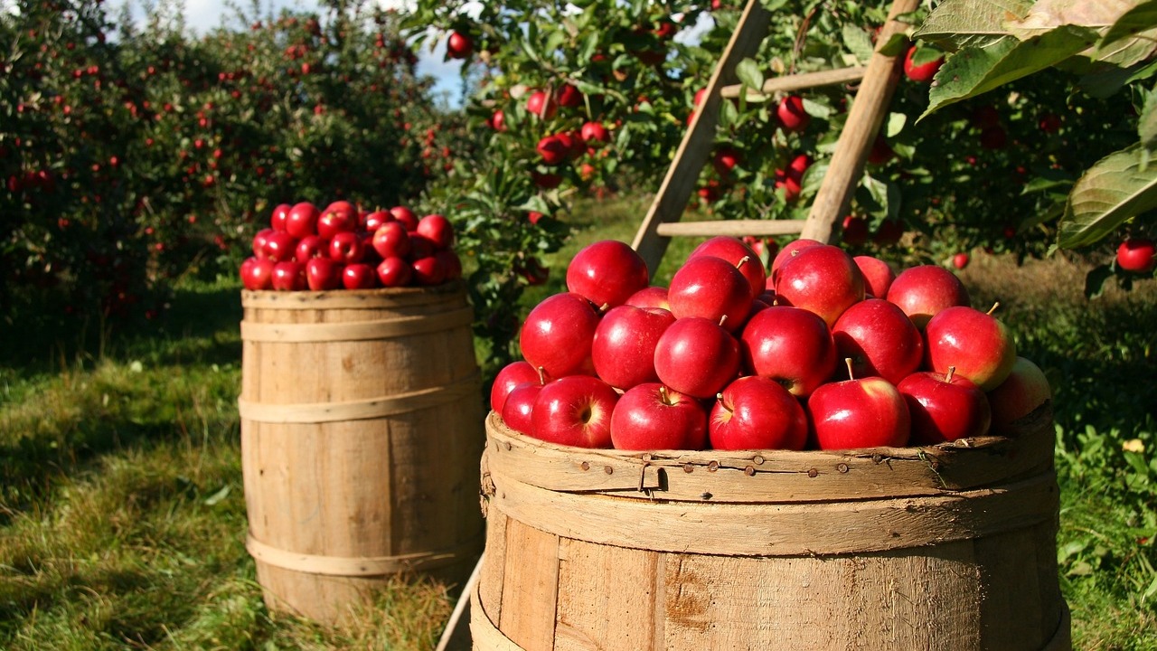 India to face apple crunch as heavy rain hits production
