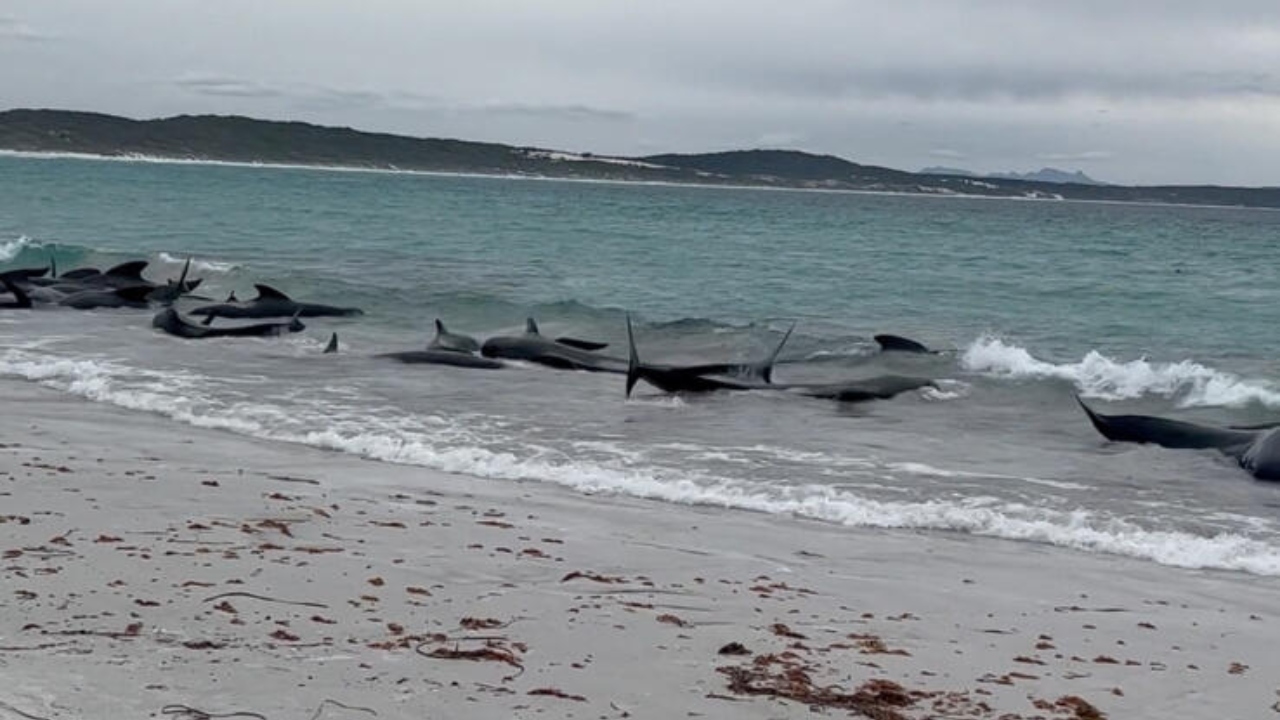India sees a 10-fold increase in whale stranding along the southwest coast
