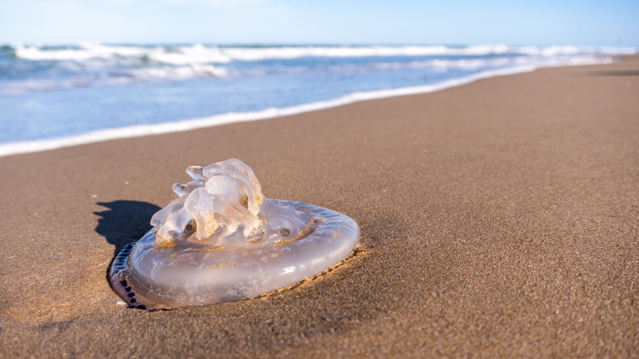 505 million-year-old jellyfish fossils may be the oldest ever found