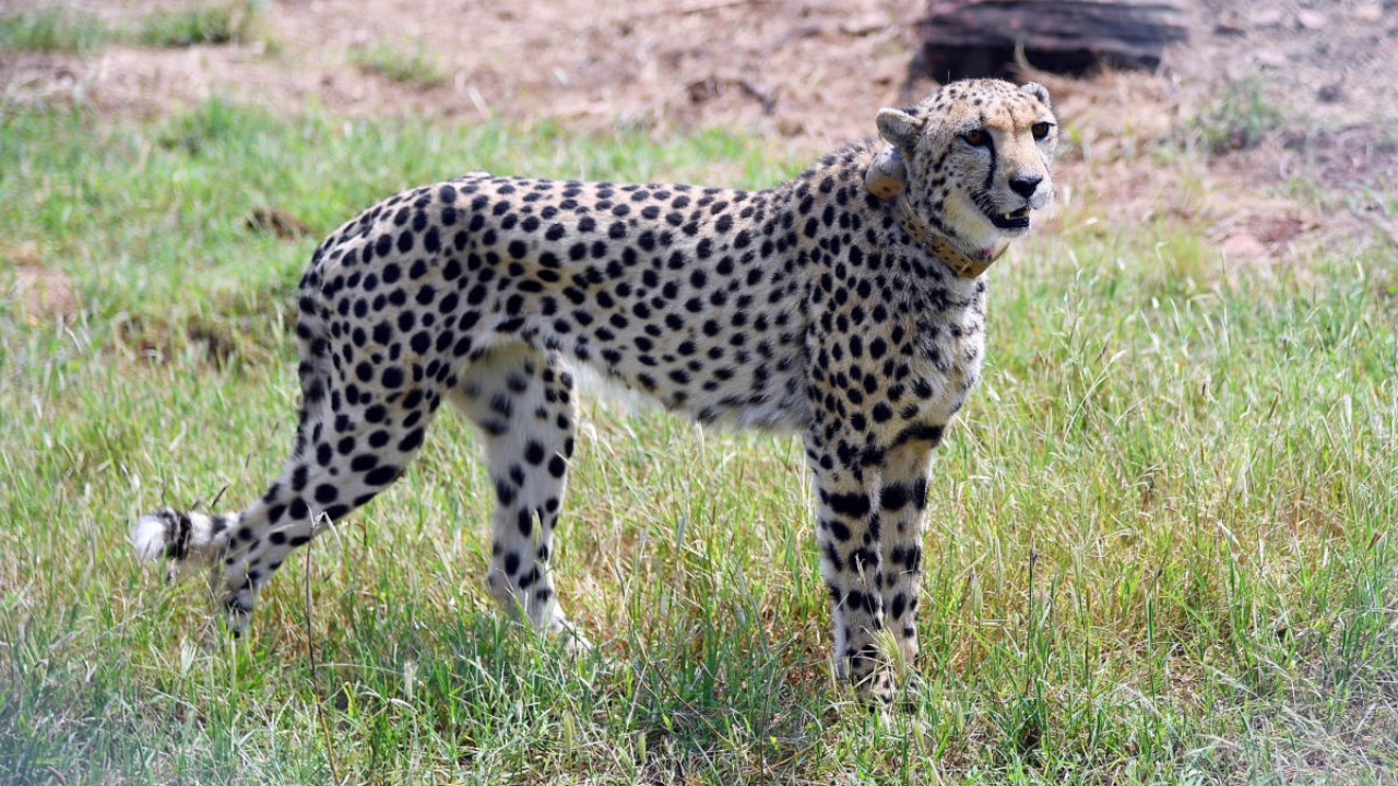 Gujarat's Banni Grasslands ready to host cheetahs, say officials