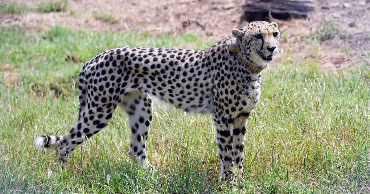 Cheetah Comeback: Gujarat’s Banni Grasslands Ready for Big Cat Reintroduction