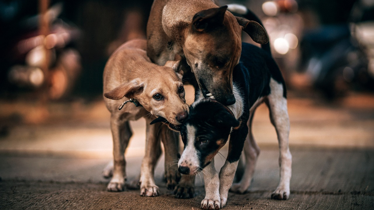 Stray dogs picked up in illegal, cruel fashion in the wake of G20 Summit: PFA