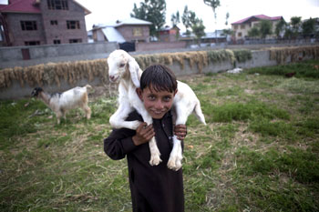 Bakarwal nomad child Tasveer Khan carries a lamb on his shoulders as he poses outside his tent on the outskirts of Srinagar, India, Tuesday, May 8, 2012. Bakarwals are nomadic shepherds of the Jammu Kashmir state who wander in search of good pastures...