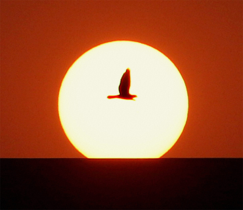 A bird flies as the Sun sets in the sky in New Delhi on Friday. PTI
