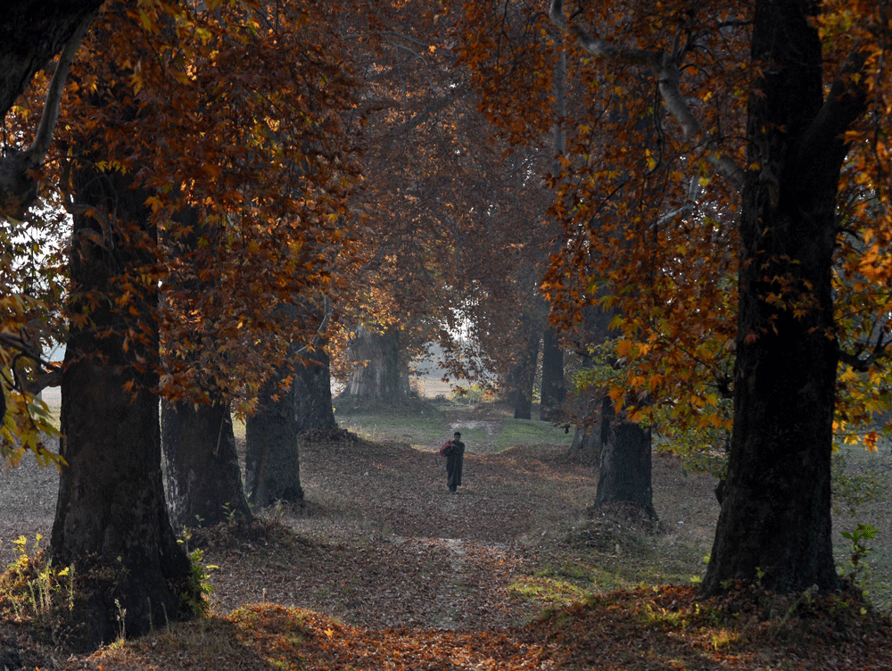A Kashmiri walk near maple trees during autumn in Srinagar on November 9, 2012. Trees are changing colours while the days become shorter as winter approaches in the Kashmiri summer capital of Srinagar. AFP