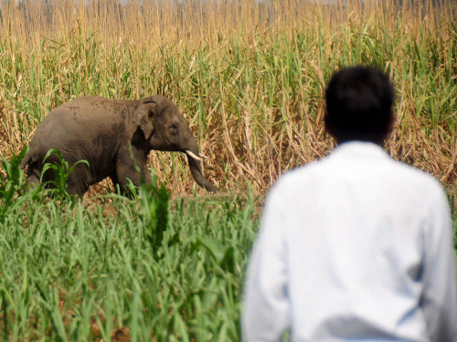 A man watches a wild elephant who entered Kalagatagi village, some 40 km from Hubli in Karnataka on Sunday. PTI Photo