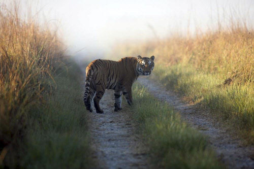 This undated file photo released by Corbett Tiger Reserve, shows a tiger at the reserve in the northern Indian state of Uttarakhand. Forest officials said another tiger who strayed from the park killed its 10th human victim in six weeks Sunday, Feb. ...