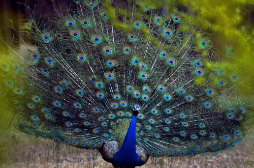  A peacock spreads its wings as it dances at its enclosure at New Delhi Zoo. PTI Photo