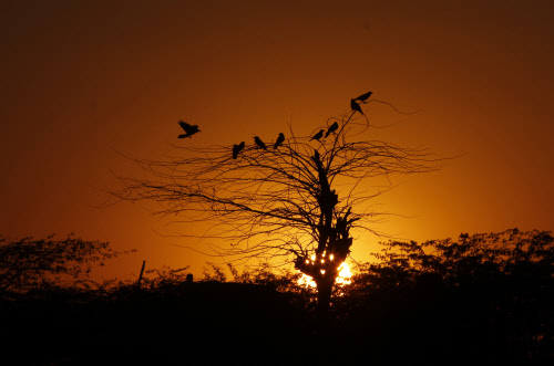 In this Saturday, Feb. 8, 2014 photo, a group of crows sit on a tree silhouetted against the setting sun, at the annual Nagaur Cattle Fair in Nagaur, in the western Indian state of Rajasthan, The eight-day fair is one of the most popular and second l...