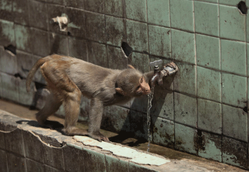 A monkey drinks from a water tap on a hot summer day in Jammu, Monday, June 2, 2014. AP photo 