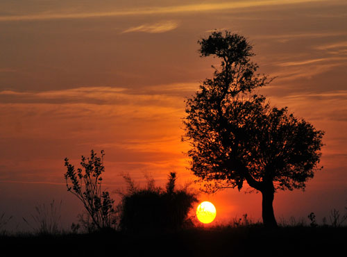 A tree silhoutte as the sun emmit golden light during Sunset in the outskirts of Mysuru on Wednesday. DH photo
