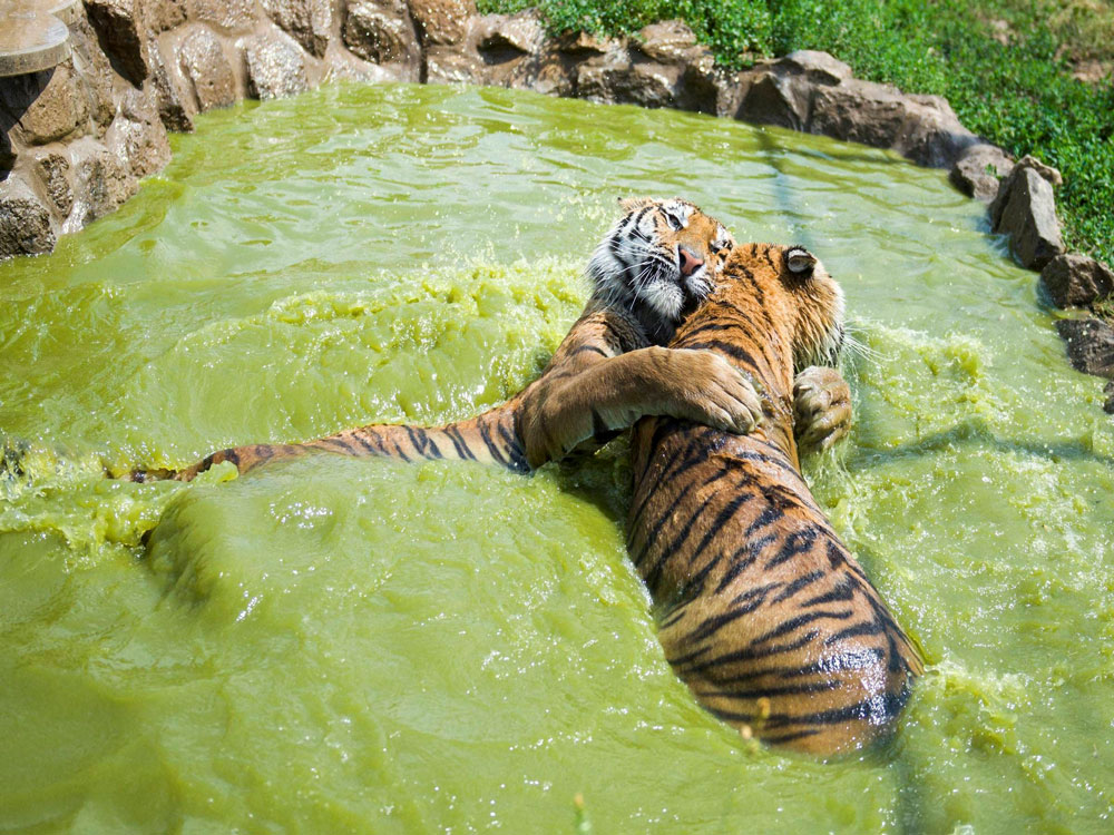  Siberian tigers play in the pool of their enclosure to cool themselves in the zoo in Gyongyos, 79 kms northeast of Budapest, Hungary, Friday, June 24, 2016, as the highest daytime temperature reaches 32-36 degrees Celsius (89,6 - 96,8 Fahrenheit) t...