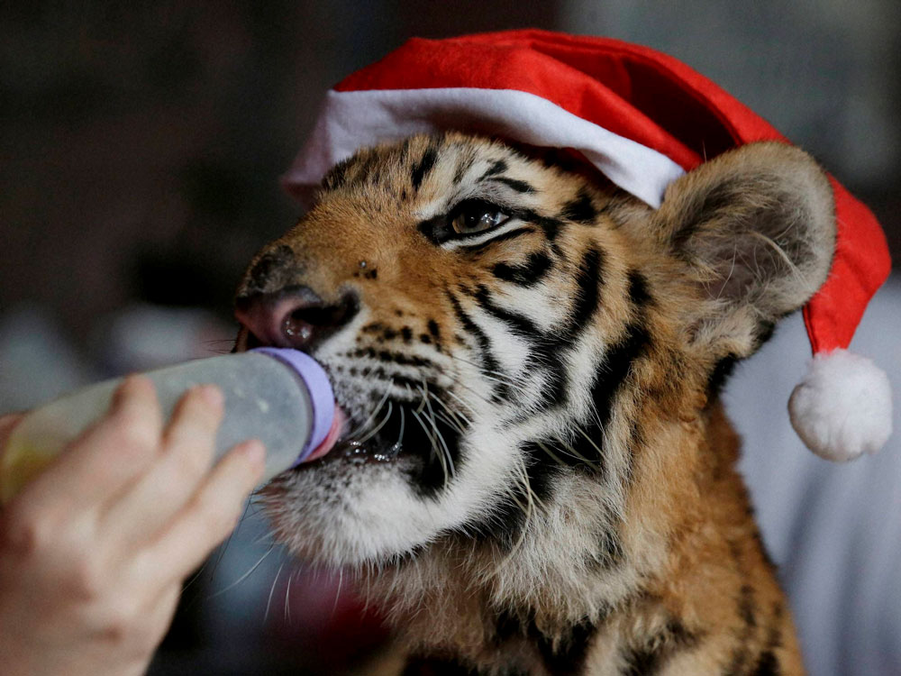 A Bengal tiger cub named 'Tiger Duterte' is bottle fed during their annual 'Animal Christmas Party' at the Malabon Zoo in Malabon, north of Manila, Philippines Wednesday, Dec. 21, 2016. The zoo also gave away Christmas gifts to orphans during the eve...