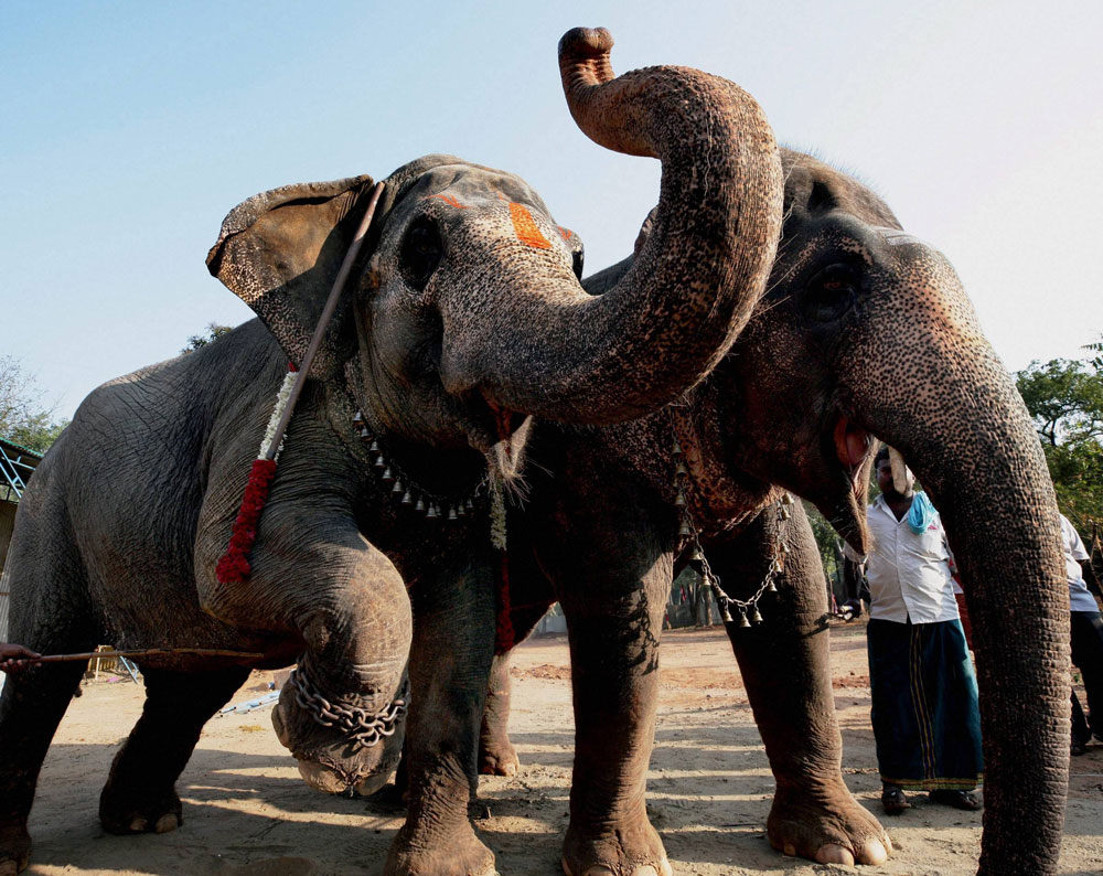 Temple elephants at the rejuvenation camp at Thekkampatty in Coimbatore on Thursday. PTI Photo