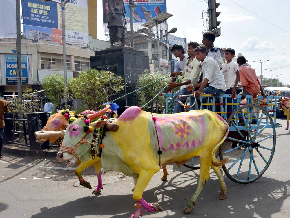 People ride bullock Cart & bullocks body is painted in pink, yellow  & gren colour Bulls on the occassion of Kara Hunnime at SPV Circle  in Kalaburgi on Friday.